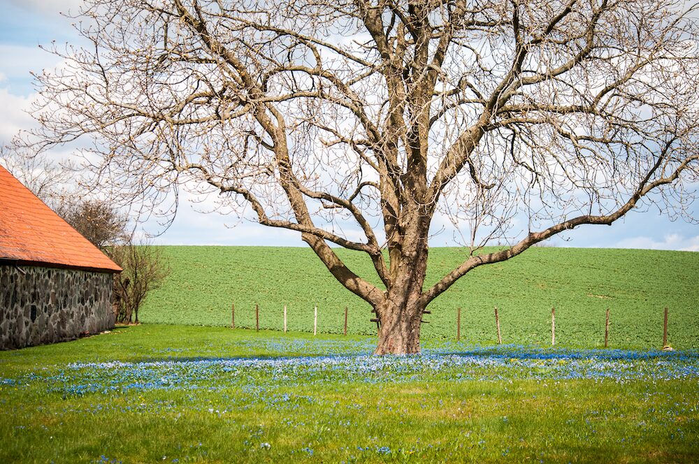 Vårblommor runt ett träd